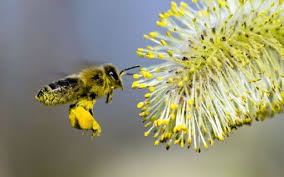 kestane poleni